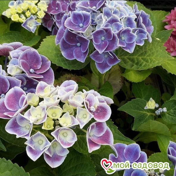 Гортензия крупнолистная Тиволи